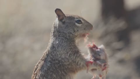 Squirrel Eating Mouse