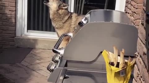 Wolf dog howls along to passing sirens