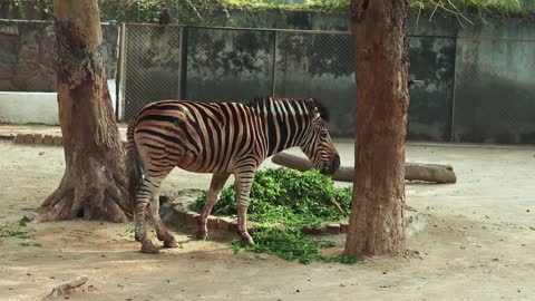 zebra in the New York city Park