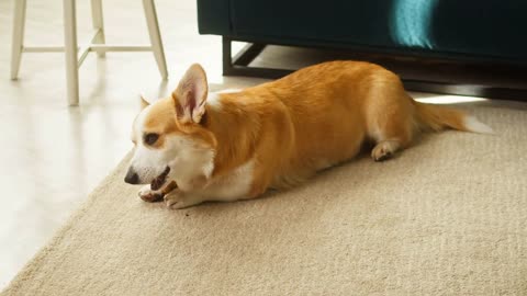 Corgi eating bone on floor close-up. Little dog lying and biting his toy