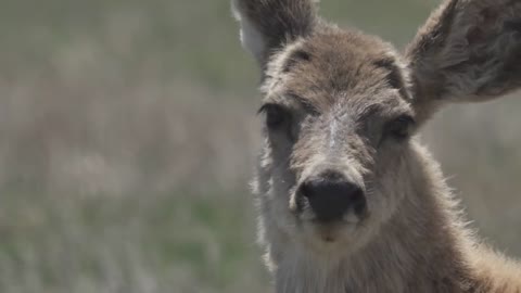 Rocky Mountain Arsenal National Wildlife Refuge Deer