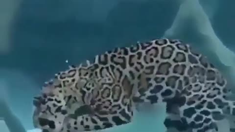Leopard Took A Hunt For Food Fishing/2021