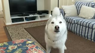 Husky ready for walk can't hold excitement any longer