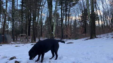 Whiskey in Winter Training