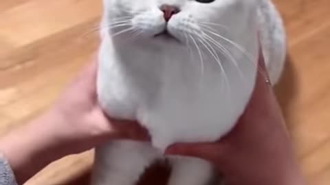 Cute cat Fuuny Video