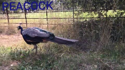 Peacock dance video