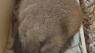 Gopher Belyash sweetly sleeps and wakes up