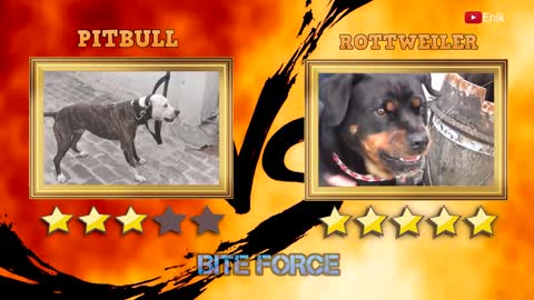 Pitbull VS Rottweiler - Rottweiler VS Pitbull - ENIK
