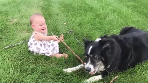 Cute Dogs and Babies are Best Friends - Dogs Babysitting Babies Video