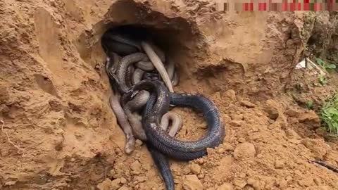 What a horrible way to catch so many snakes