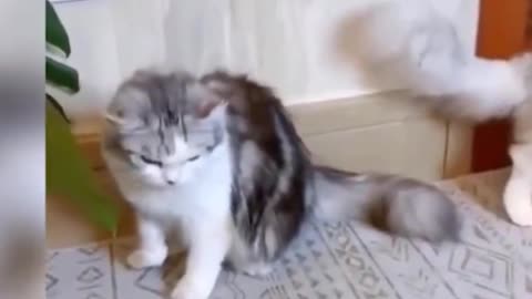 FUNNY CAT VIDEOS 🐱 TRY NOT TO LAUGH 😂 FUNNY COMPILATION