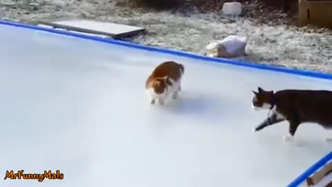Cats and Dogs Slipping on Ice