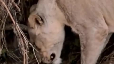 A baby lion with one of its parents in a beautiful scene that arouses a feeling of affection