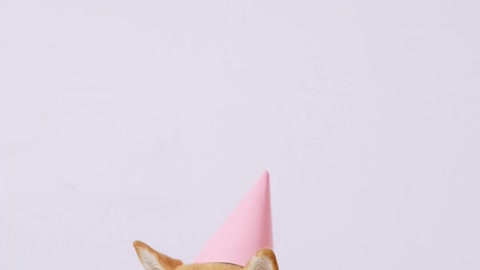 cute dog wearing a party hat