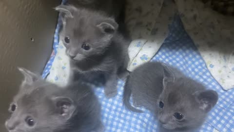 4 curious baby cats