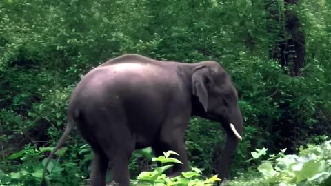 Young Tusker Charging 🐘