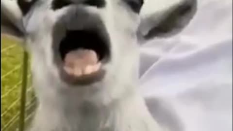 Funny Animals Video Try Not to Laugh😅🤣