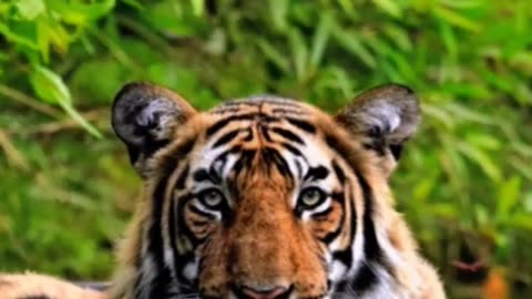 Tiger Animals Videos For Kids