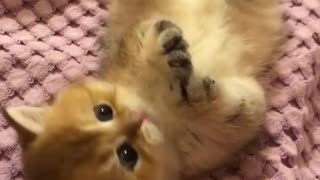 Little british golden kitten