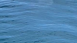 Shark Spotted on Still Seas