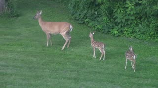 Fawns with Mama Doe