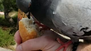 Friendly Pigeon Feeding