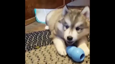 Siberian husky cutie puppy barking Sweety