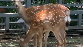 Sika deer