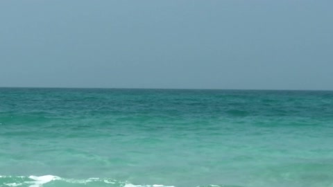 Dolphins Swimming Close To Shore