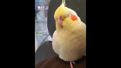 Birb crunching beak