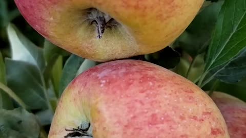Harvesting Apple #1 #apple #applefarming