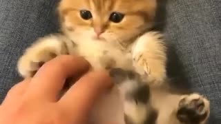 play with me kitten