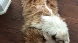 Puppy plays upside down