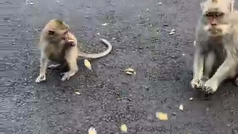 Savy Joe - Bali Monkeys