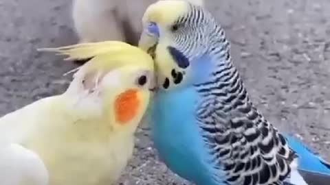 Beautfuli birds video