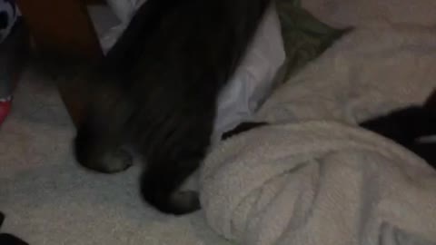 Slowmo glowing eyes black cat falls down shelves by bed