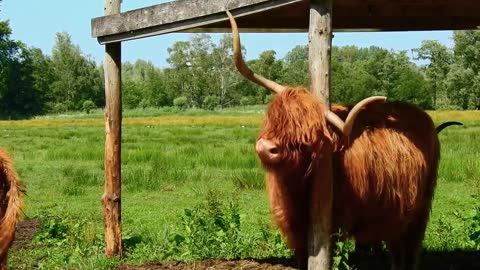 A lovely animal frustrated