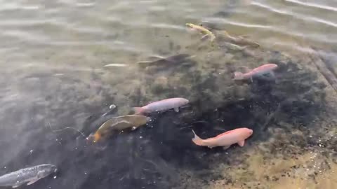 Fishes in Desert-Dubai Love lake