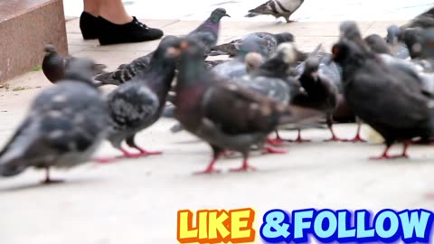 Pigeons feeding the park fr