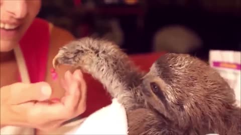 Baby Sloths - cute and funny animal video