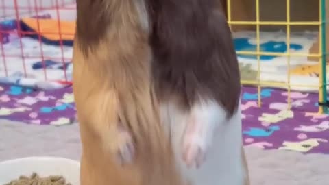 guinea pig stands on 2 feet !!1080HD