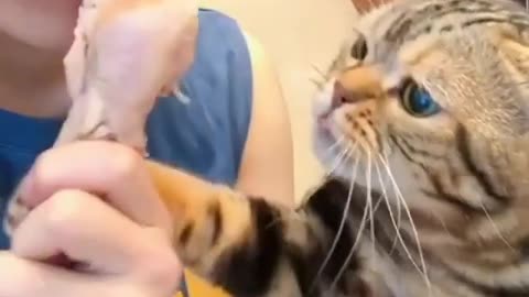 angry Cute Cat Eating meet