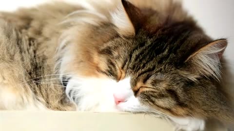 Harp music to calm your cat ♬ Relaxing cat music mix ♬ Comfortable sleep