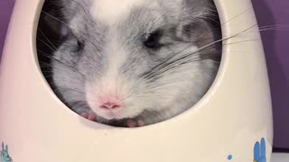 Chinchillas tightly squeeze into tiny containment