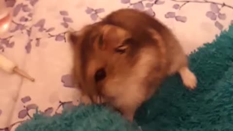 Hamster comendo oque não deveria