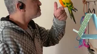 Sun conure dancing