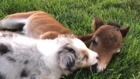 Funny Cute Dog with Horse child Friend