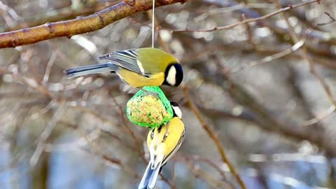 Blue bird, tit feeding. Beautiful bird