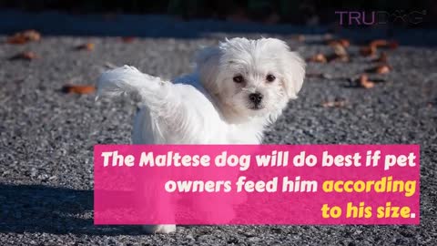 dog Maltese