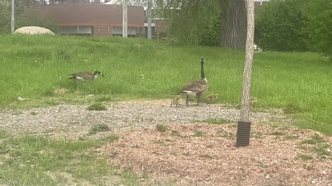 Another family of Canada Geese spotted